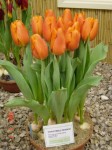 [christmas orange JWS 05.jpg]